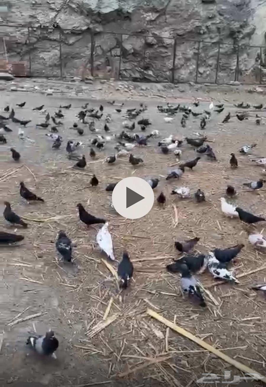 حمام للبيع64216118459650114