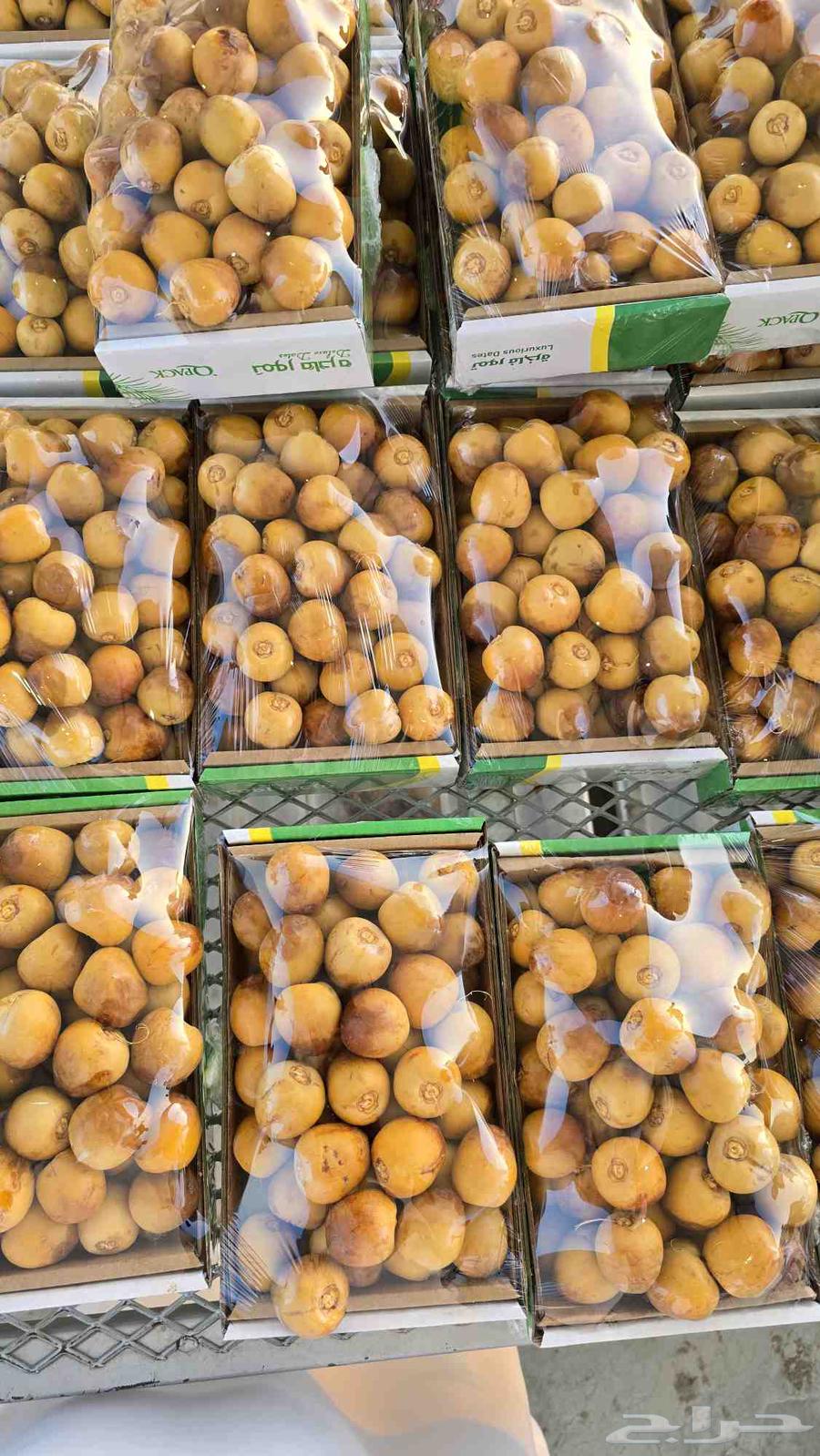 بسر حوشانية طيييب حبة كبيرة64209551204867111