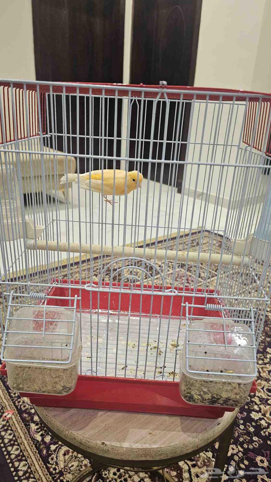 للبيع كناري64220227056769112