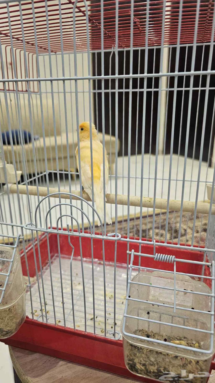 للبيع كناري64220227056769110