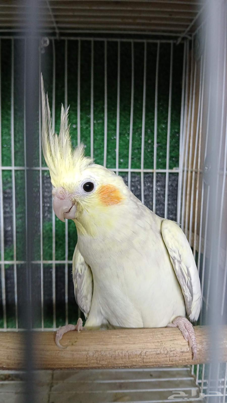 زوج كروان منتج للبيع64228025425411111