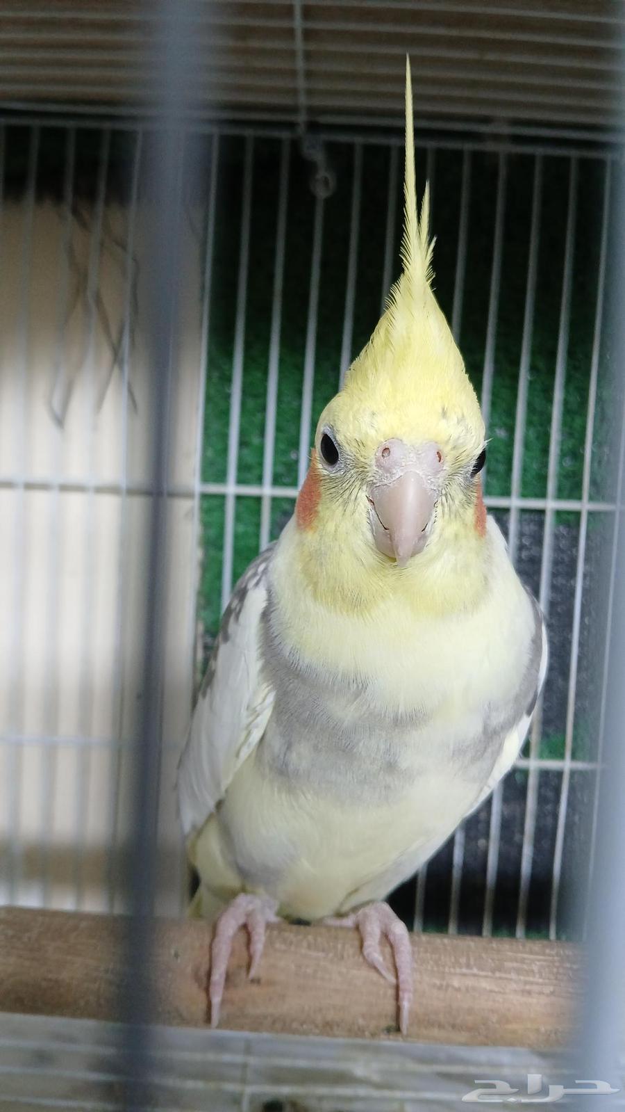 زوج كروان منتج للبيع64228025425411112