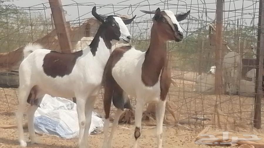 ماعز جنوبيات دفيع تنتين صنف64221909007490111