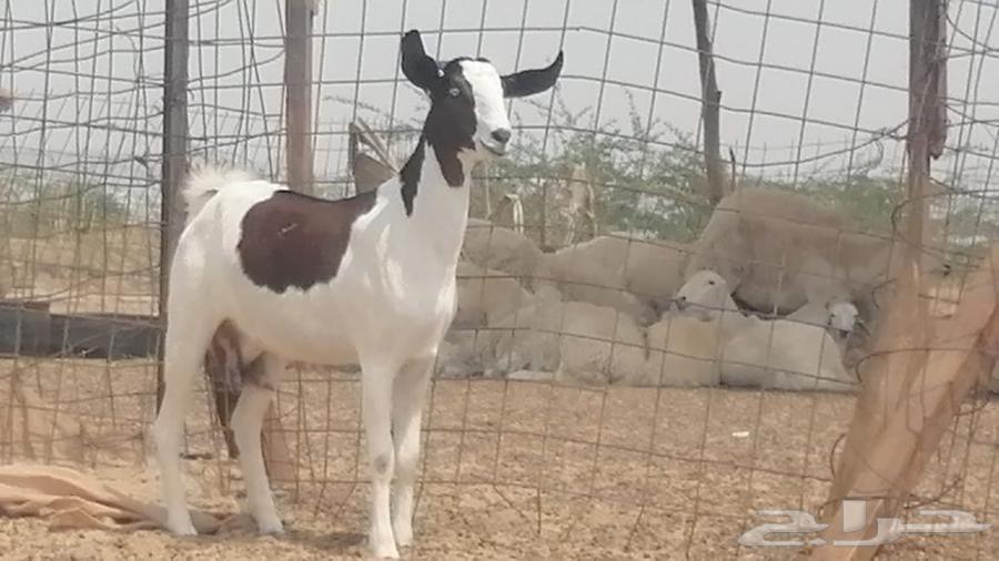 ماعز جنوبيات دفيع تنتين صنف64221909007490114