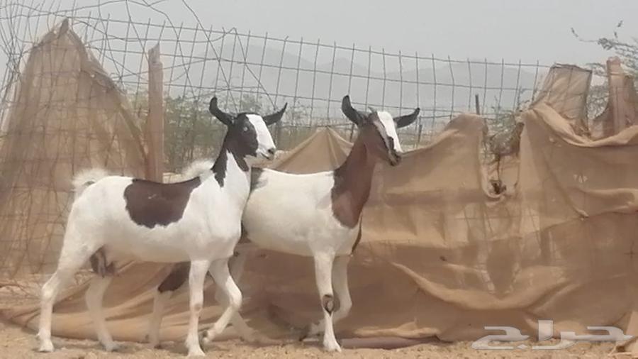 ماعز جنوبيات دفيع تنتين صنف64221909007490112