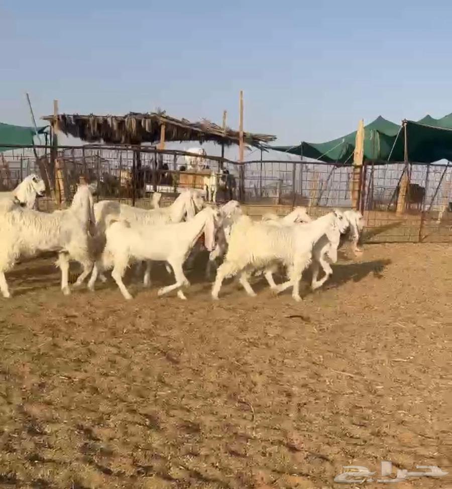 جفرات مطوارت طيبه(( تم البيع ))64227346970243110