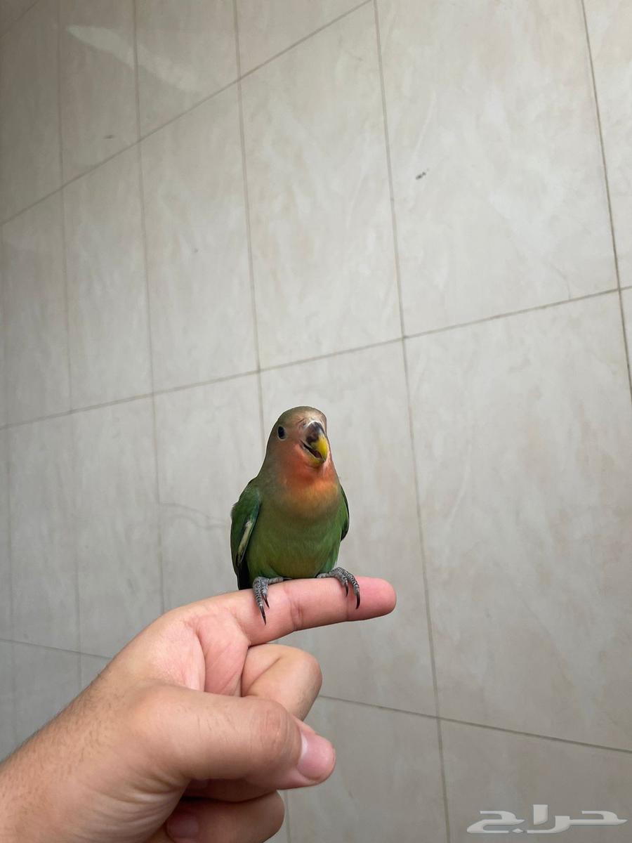 فرخ روز64221719157634111