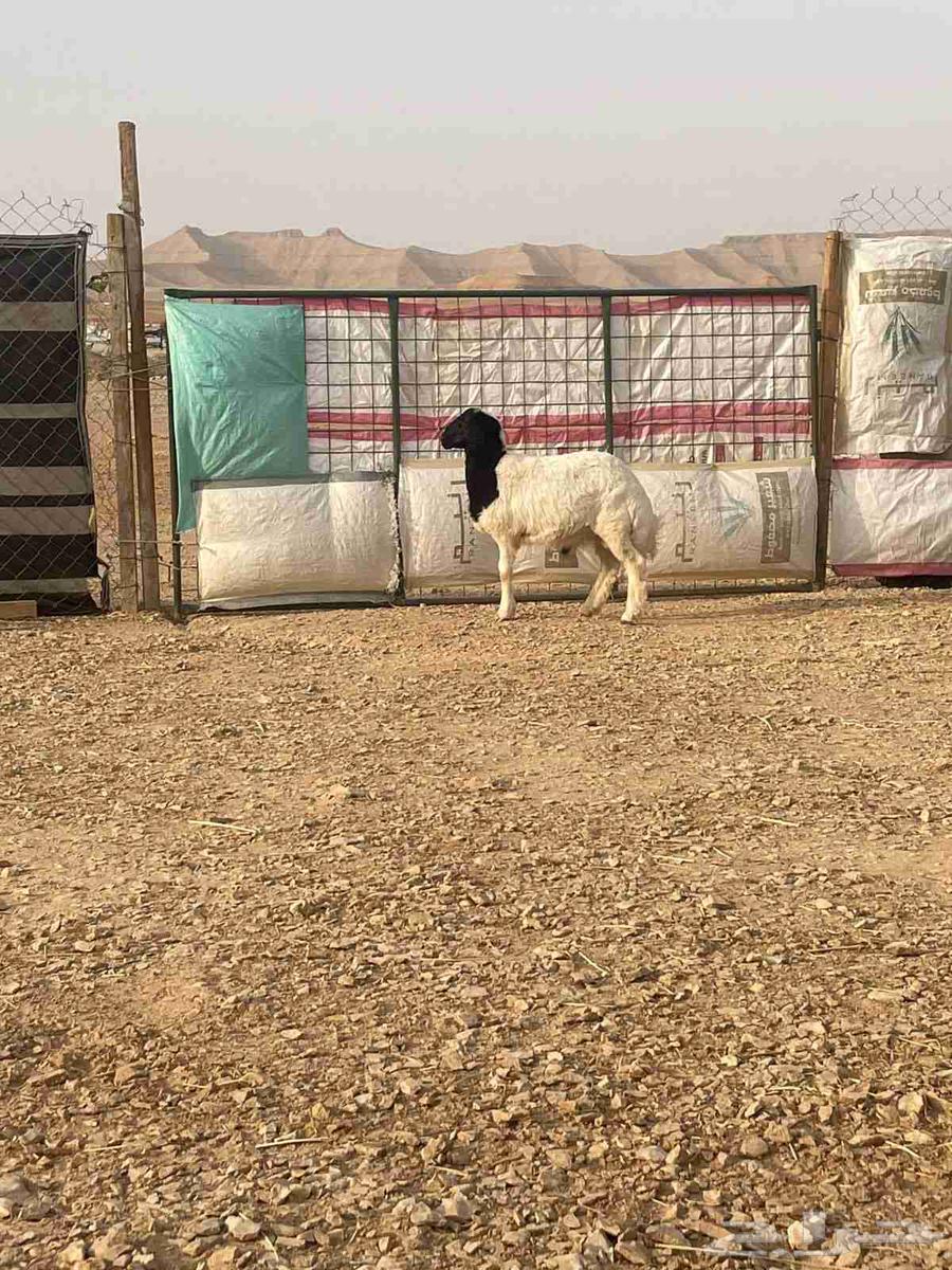 A four-month-old foal produced by Al-Murrah, front and back view64226009642625111