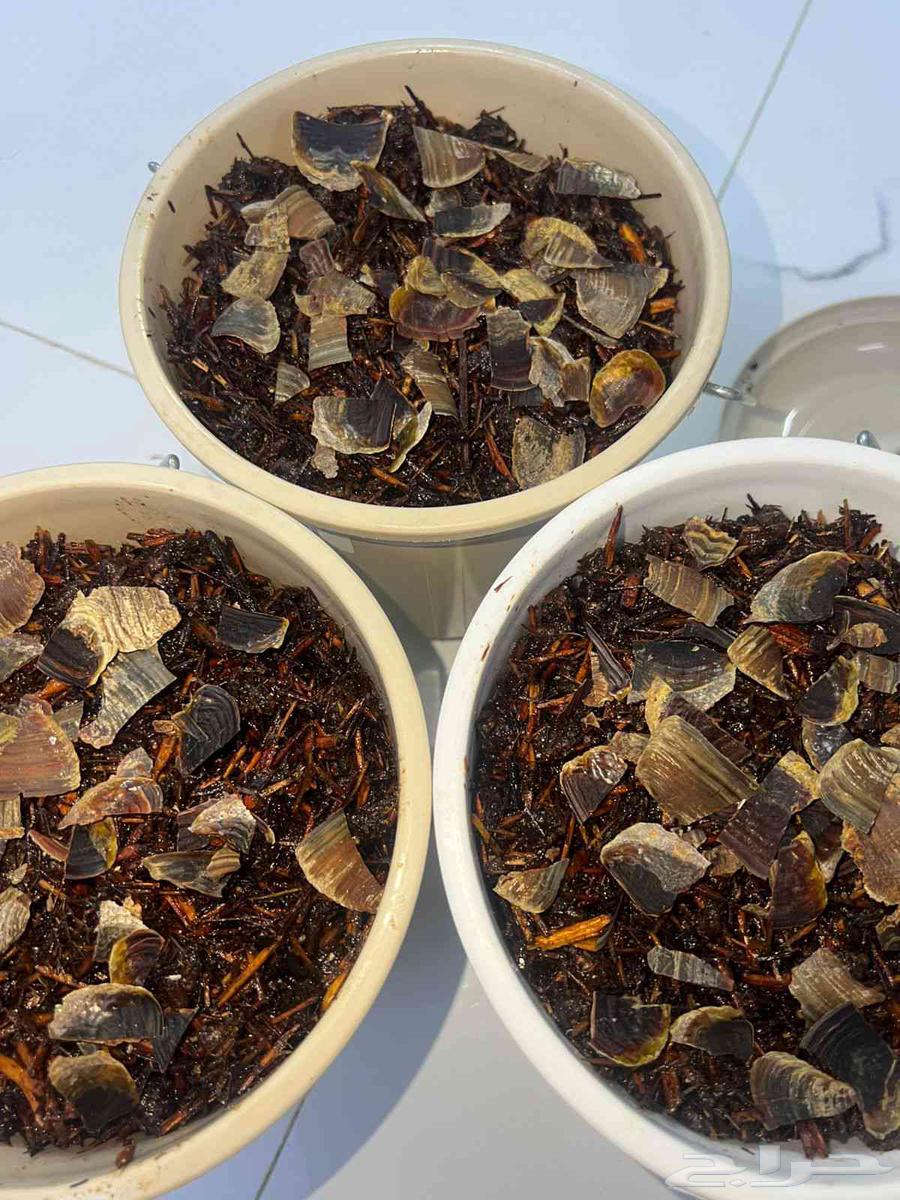 بخور فاخر64231332633602111