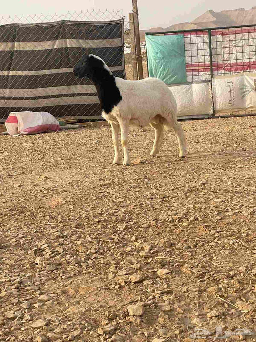 A four-month-old foal produced by Al-Murrah, front and back view64226009642625113