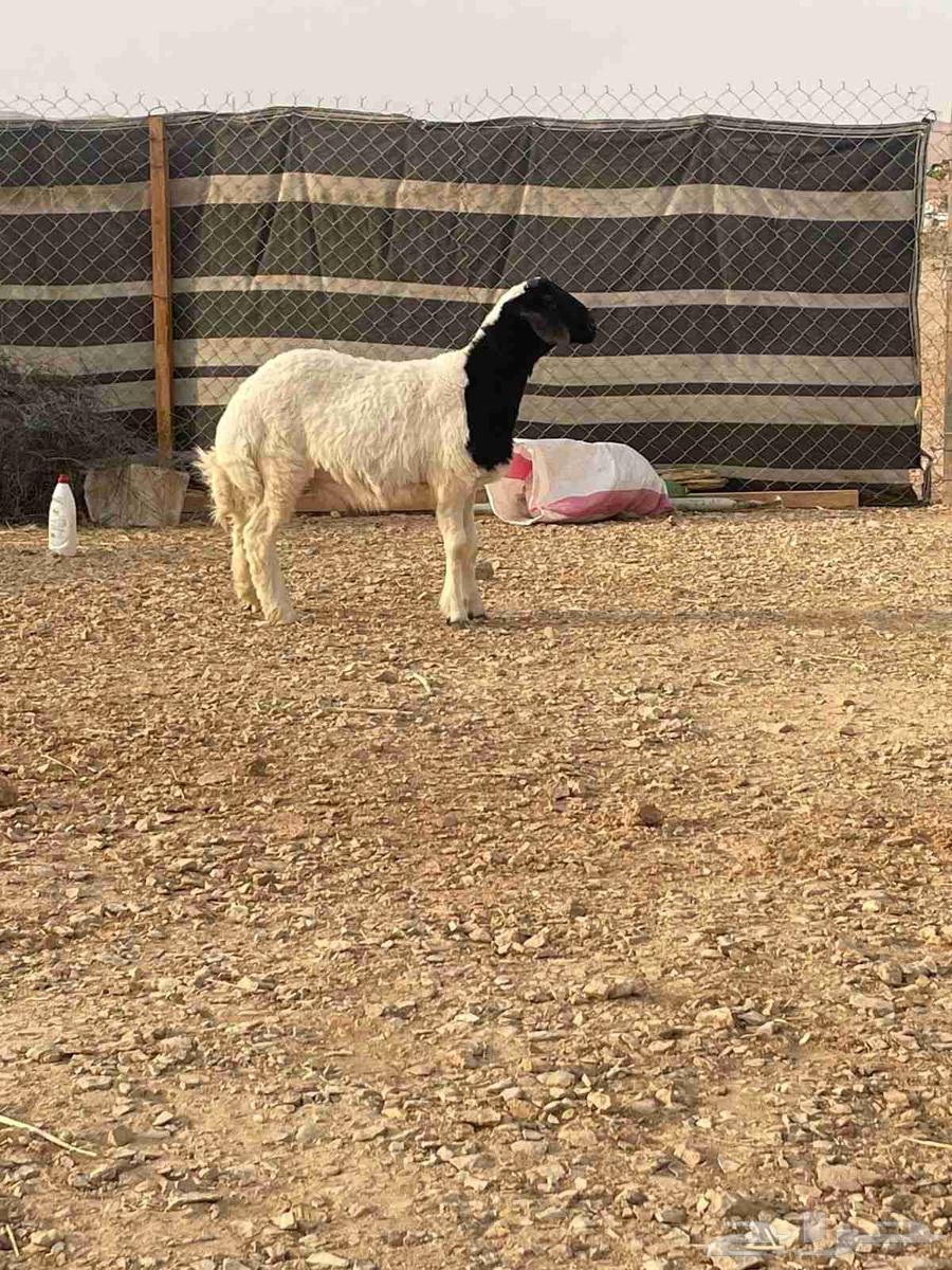 A four-month-old foal produced by Al-Murrah, front and back view64226009642625112