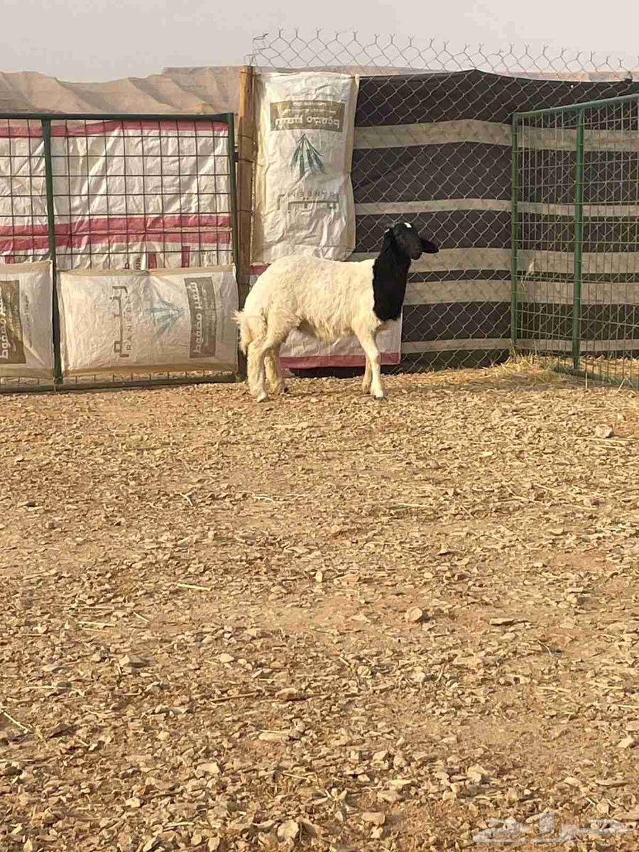 A four-month-old foal produced by Al-Murrah, front and back view64226009642625110