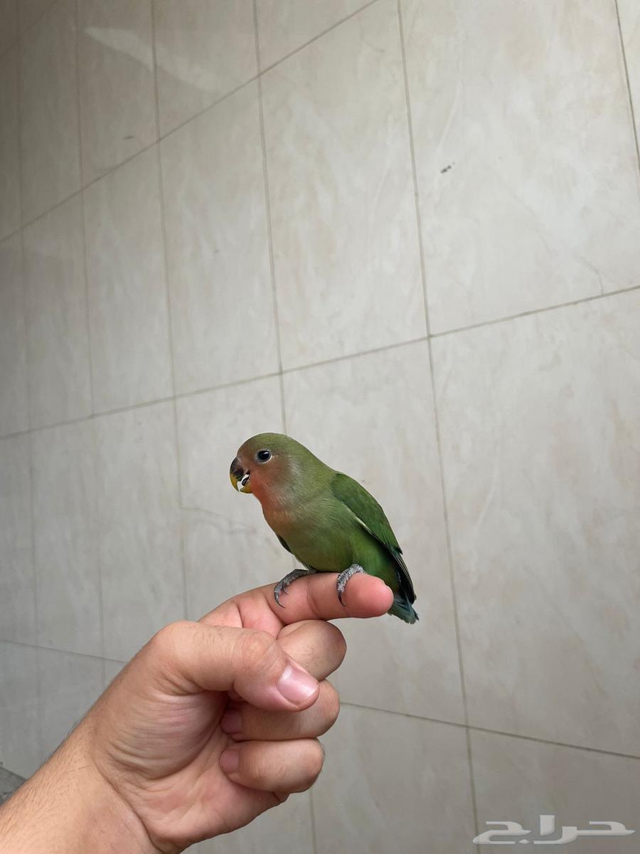 فرخ روز64221719157634110