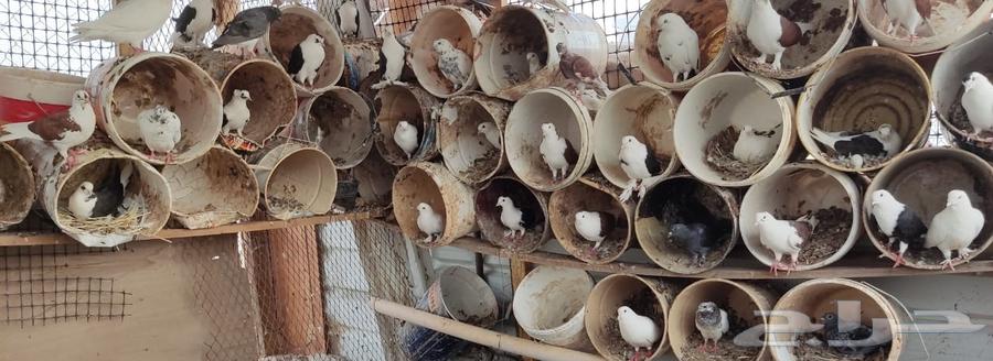 حمام للبيع64225005023489111