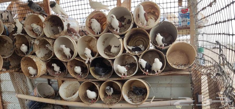 حمام للبيع64225005023489112