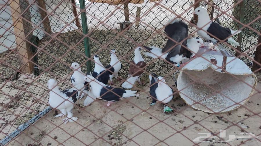 حمام للبيع64225005023489110