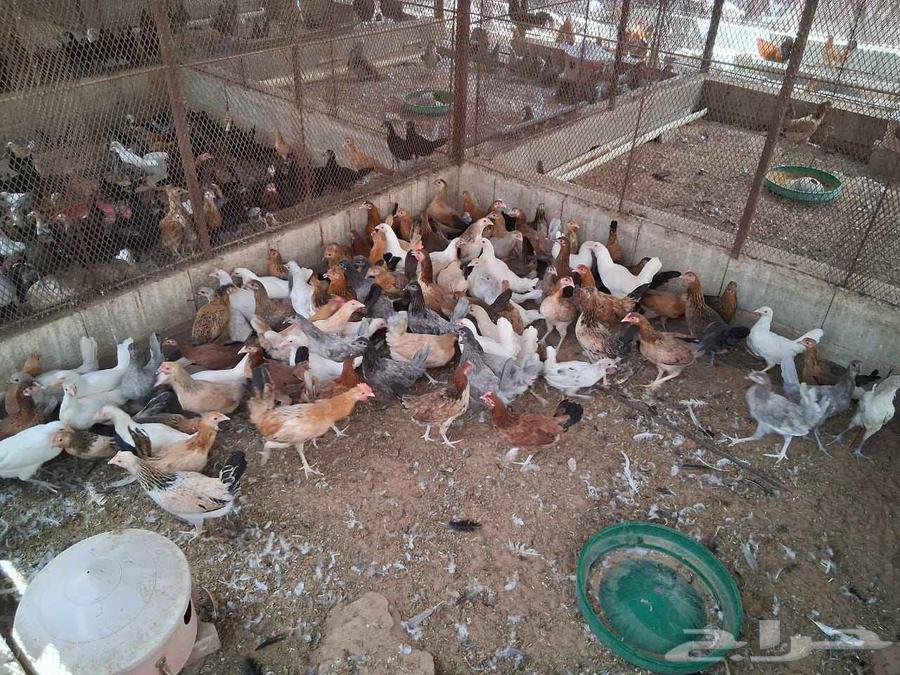 8-month-old layer chicken starts laying eggs64220255297794110