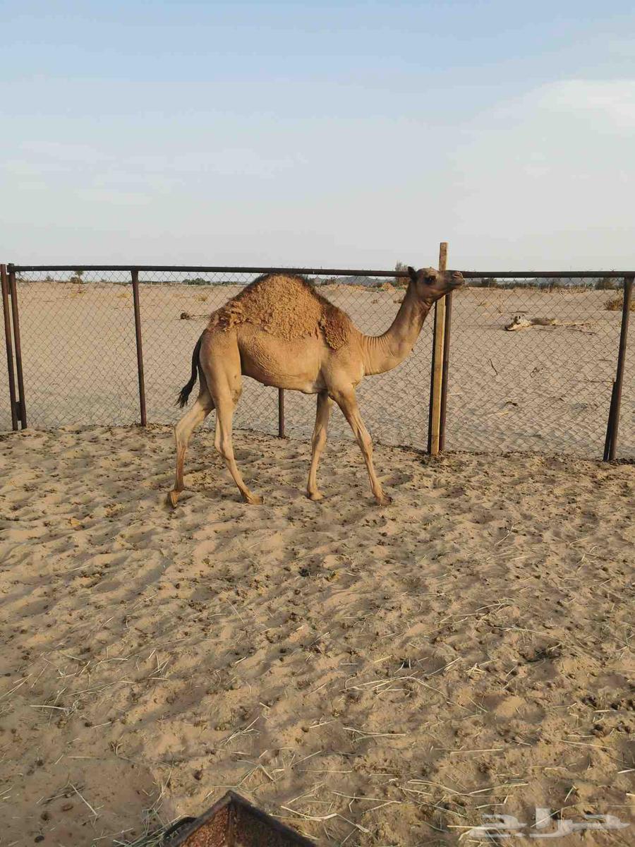 قعود للبيع64225774084099110