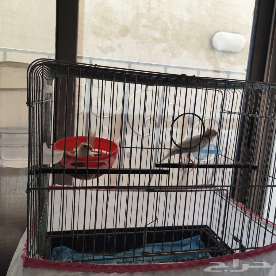 جوز كناري ما يوقف انتاج64212130311809111