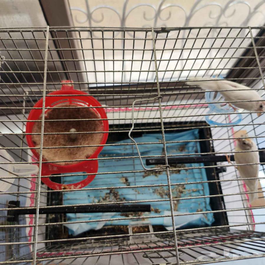 جوز كناري ما يوقف انتاج64212130311809112