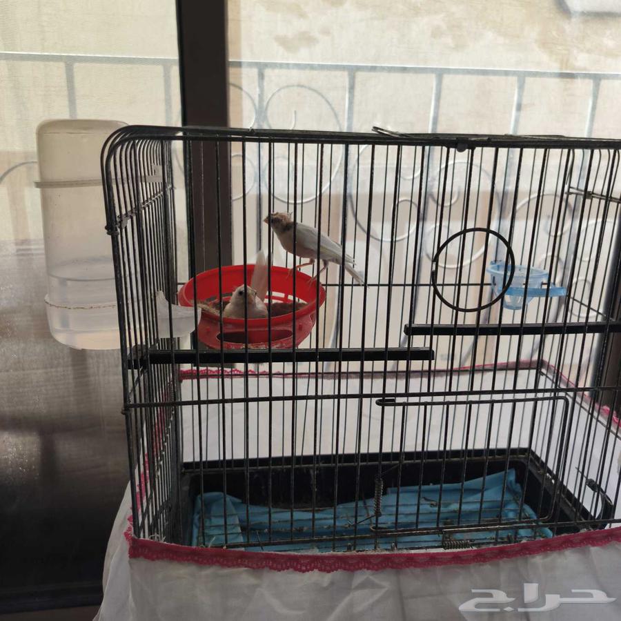 جوز كناري ما يوقف انتاج64212130311809110