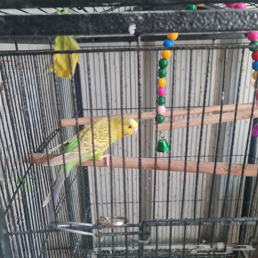 طيور للبيع64218617706241113