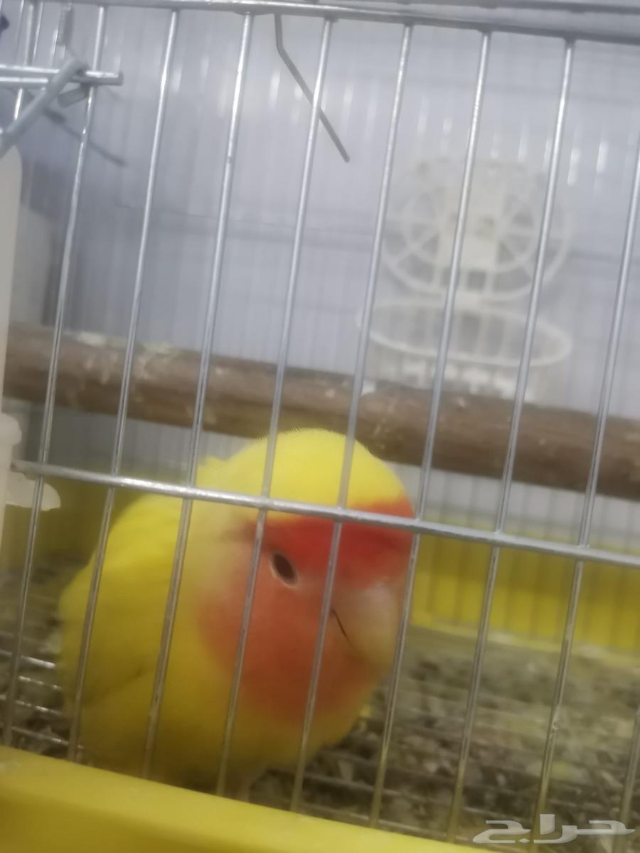 أنثى روز رد فيس جاهزه للبيع64205218787457112