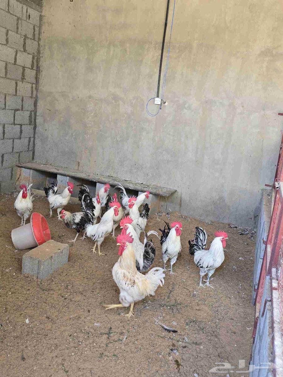 ديكه للبيع64214012149761113