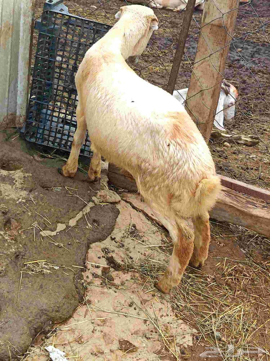 رخل بلدي للبيع64214931107585110