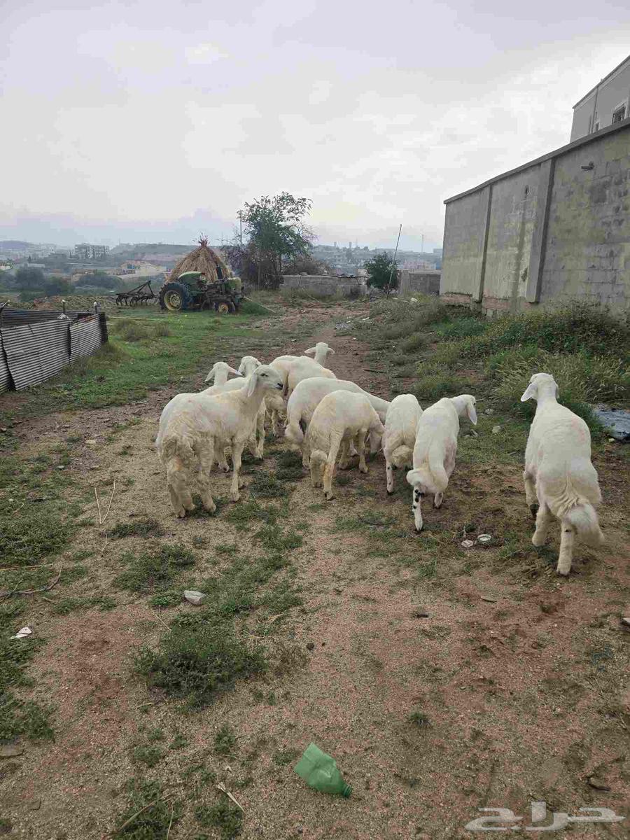 خرفان للبيع64219641563905113
