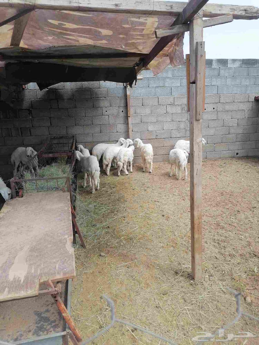 Khamis Mushait64213817501443110