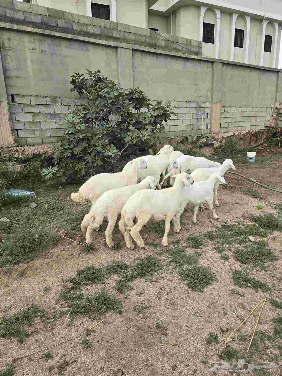 خرفان للبيع64219641563905110