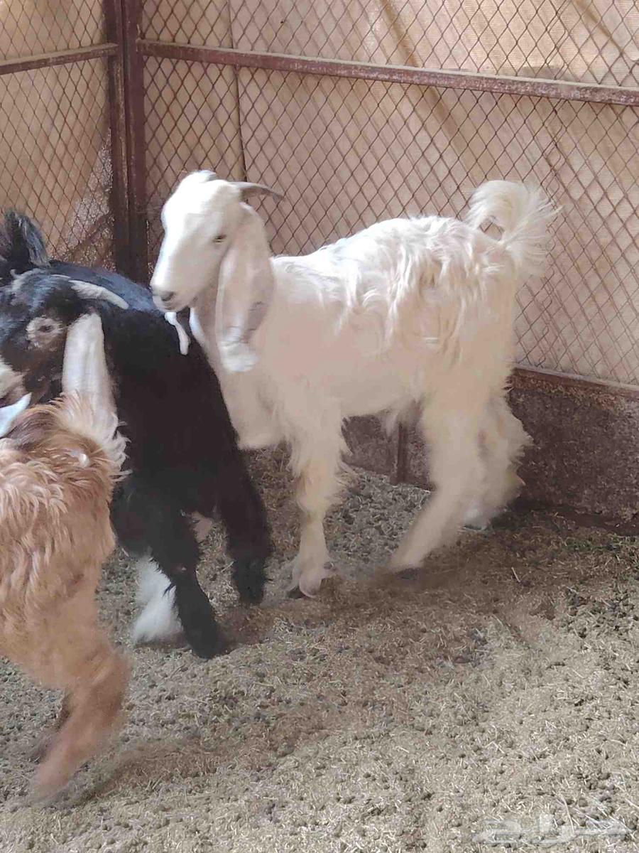 تيوس للبيع64230998428803110