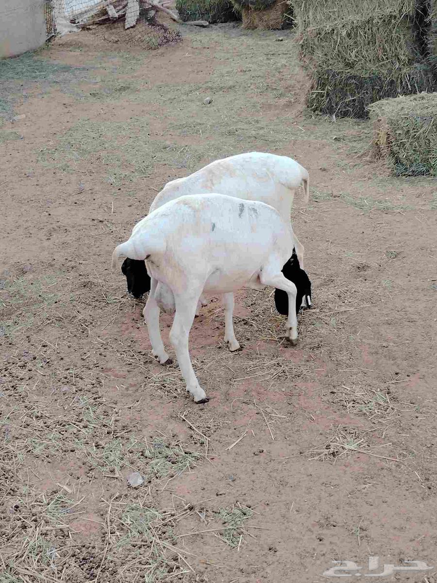 خرفان برابر64225004994307112