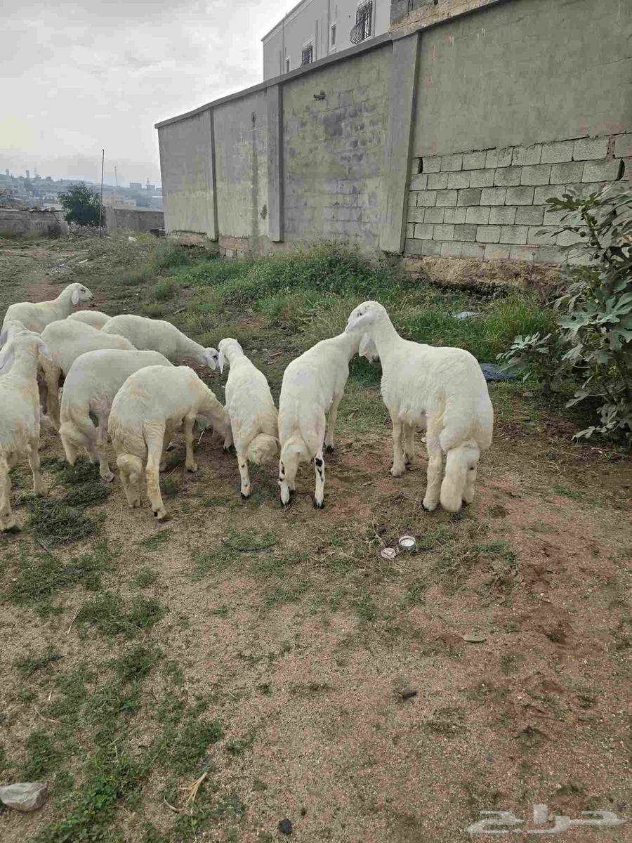 خرفان للبيع64219641563905112