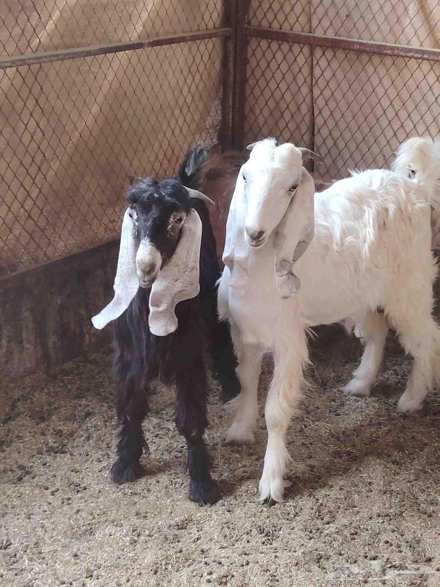 تيوس للبيع64230998428803112