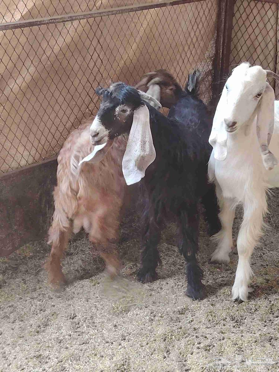 تيوس للبيع64230998428803111