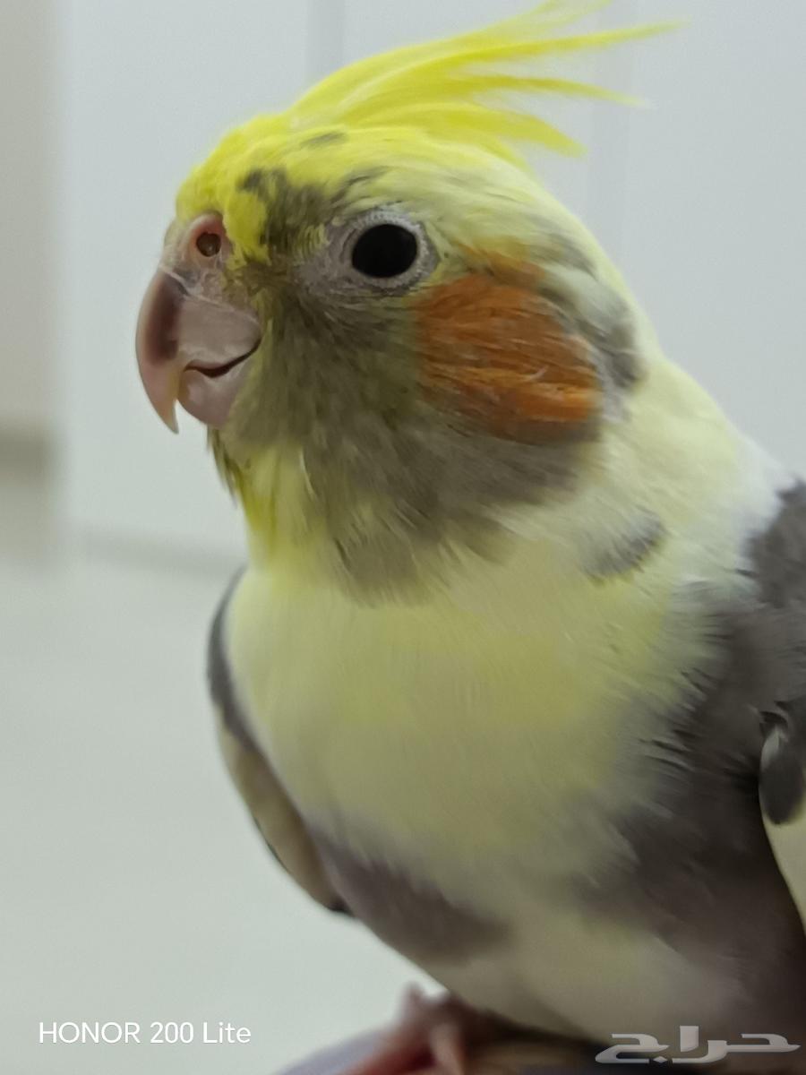 انثى كروان اليفه للبيع64229935377411112