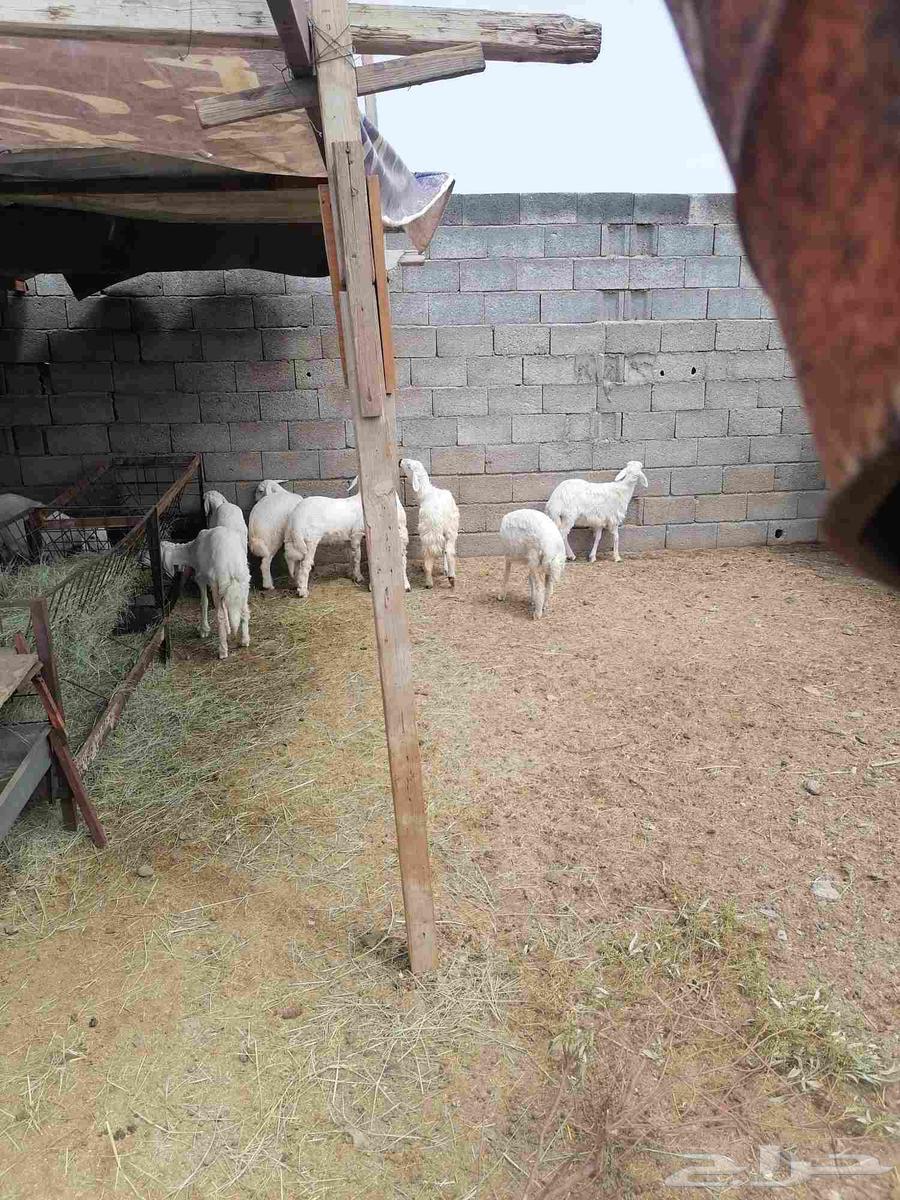 Khamis Mushait64213817501443111