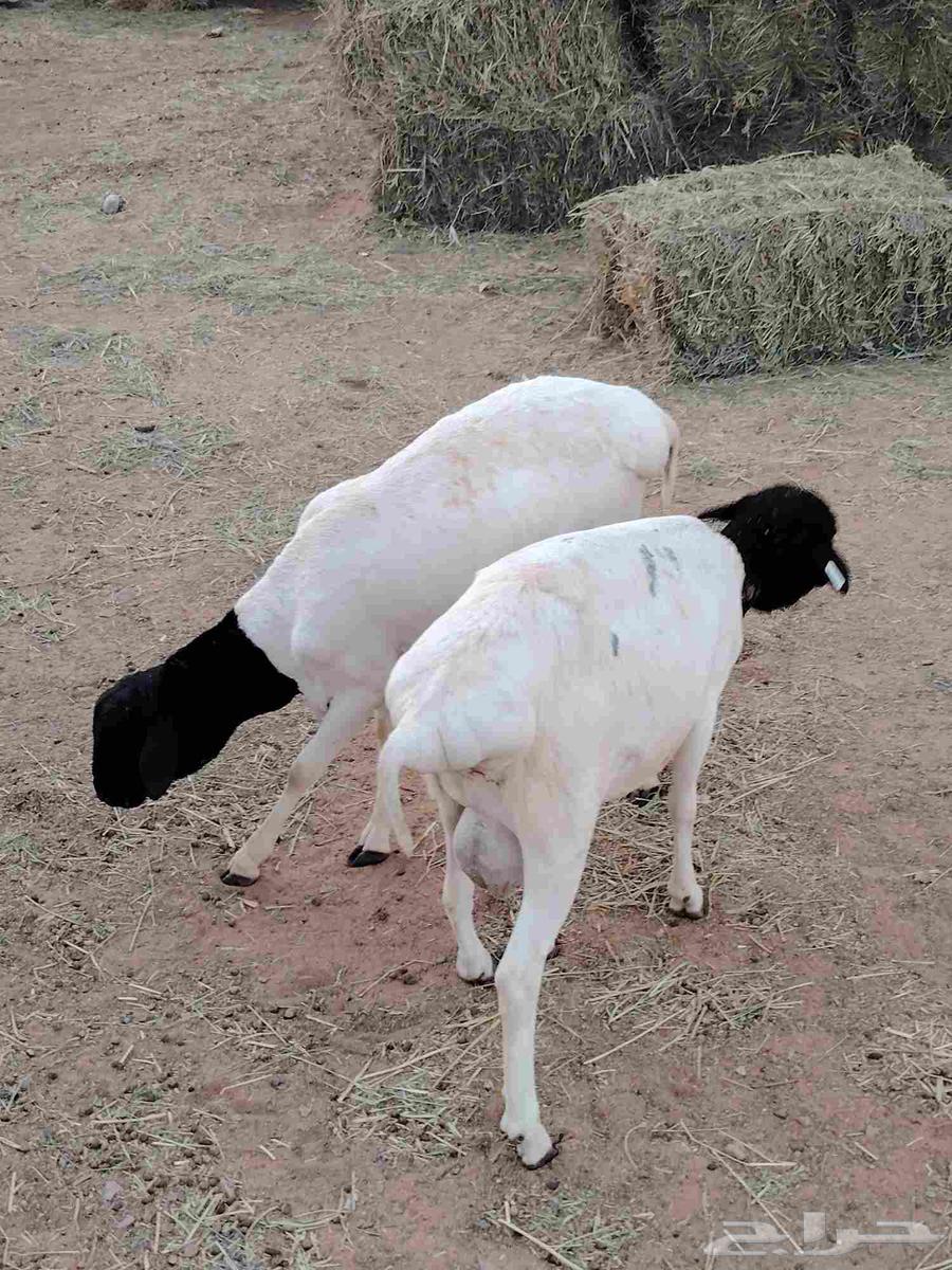 خرفان برابر64225004994307113