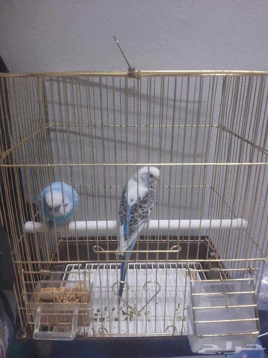 طيور حب عصافير بادج جوز64226990872193110