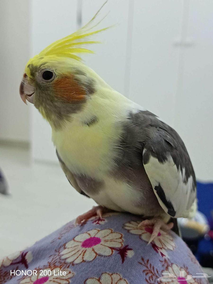 انثى كروان اليفه للبيع64229935377411113