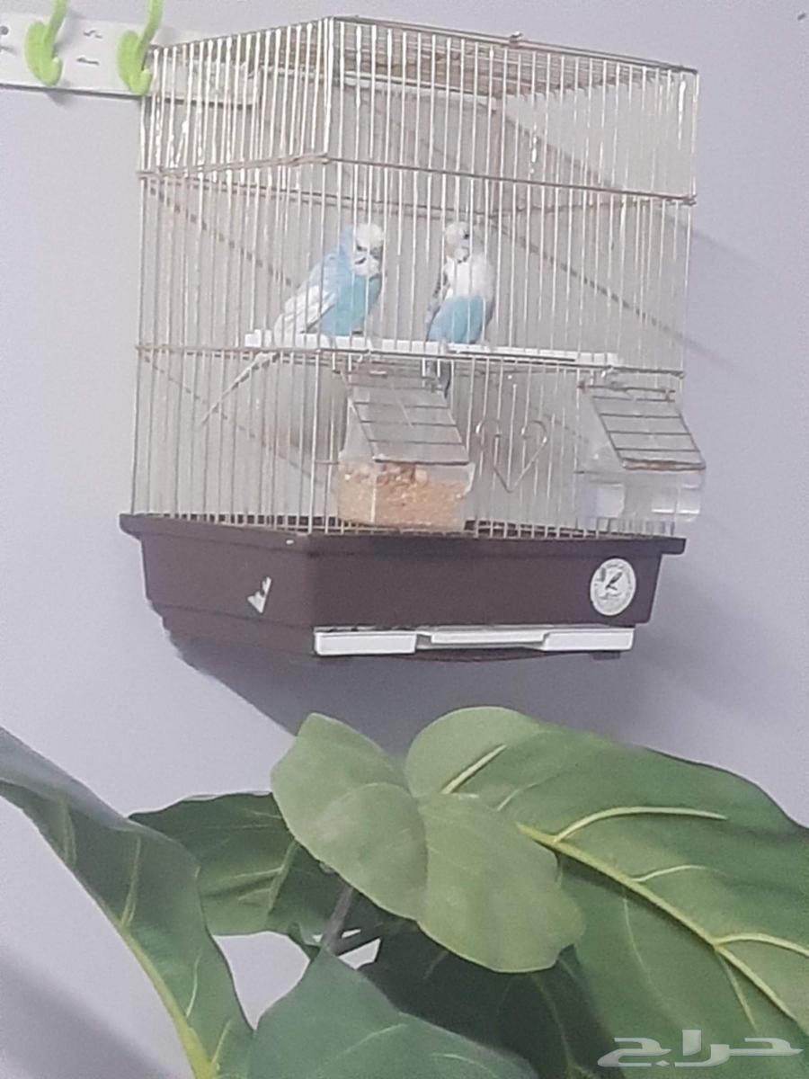 طيور حب عصافير بادج جوز64226990872193112