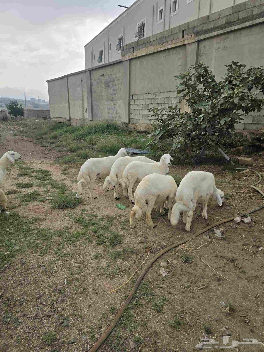 خرفان للبيع64219641563905114