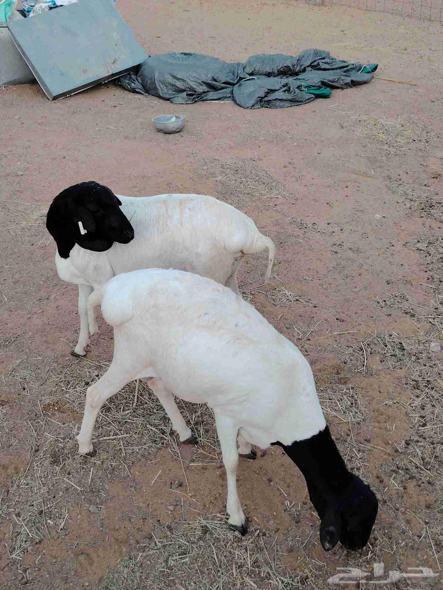 خرفان برابر64225004994307111