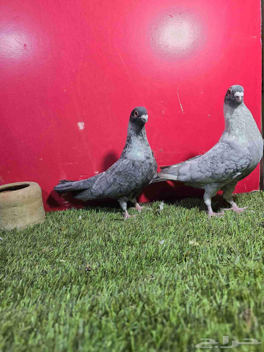 High-level Quqati Bath64218617890050112