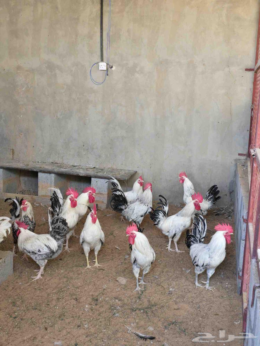 ديكه للبيع64214012149761112