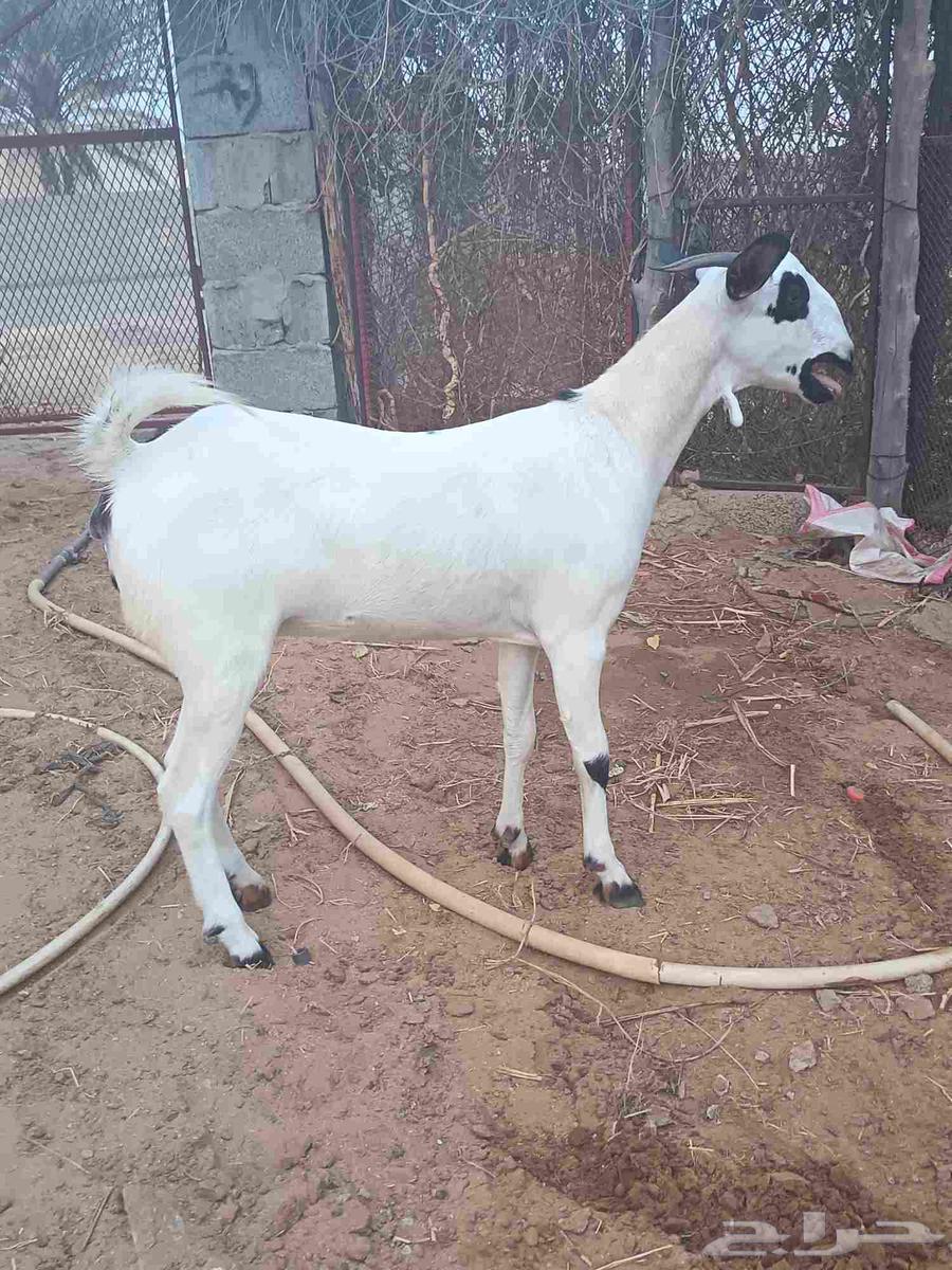 جفره بيشيه فاخره64228558402563111