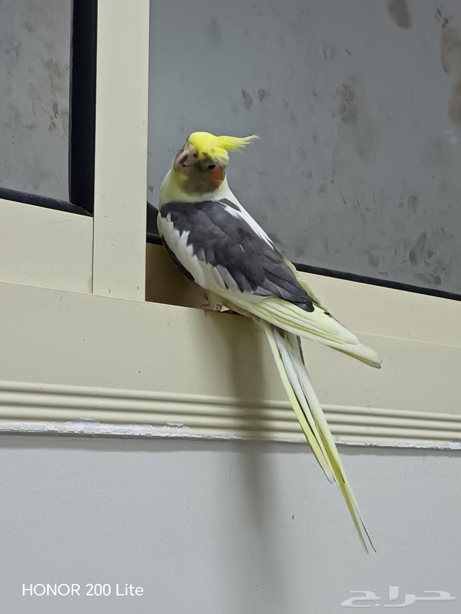 انثى كروان اليفه للبيع64229935377411110