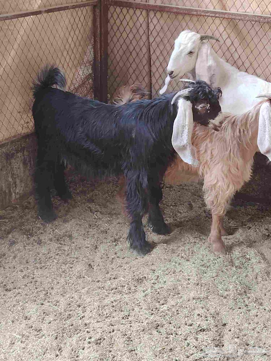 تيوس للبيع64230998428803113